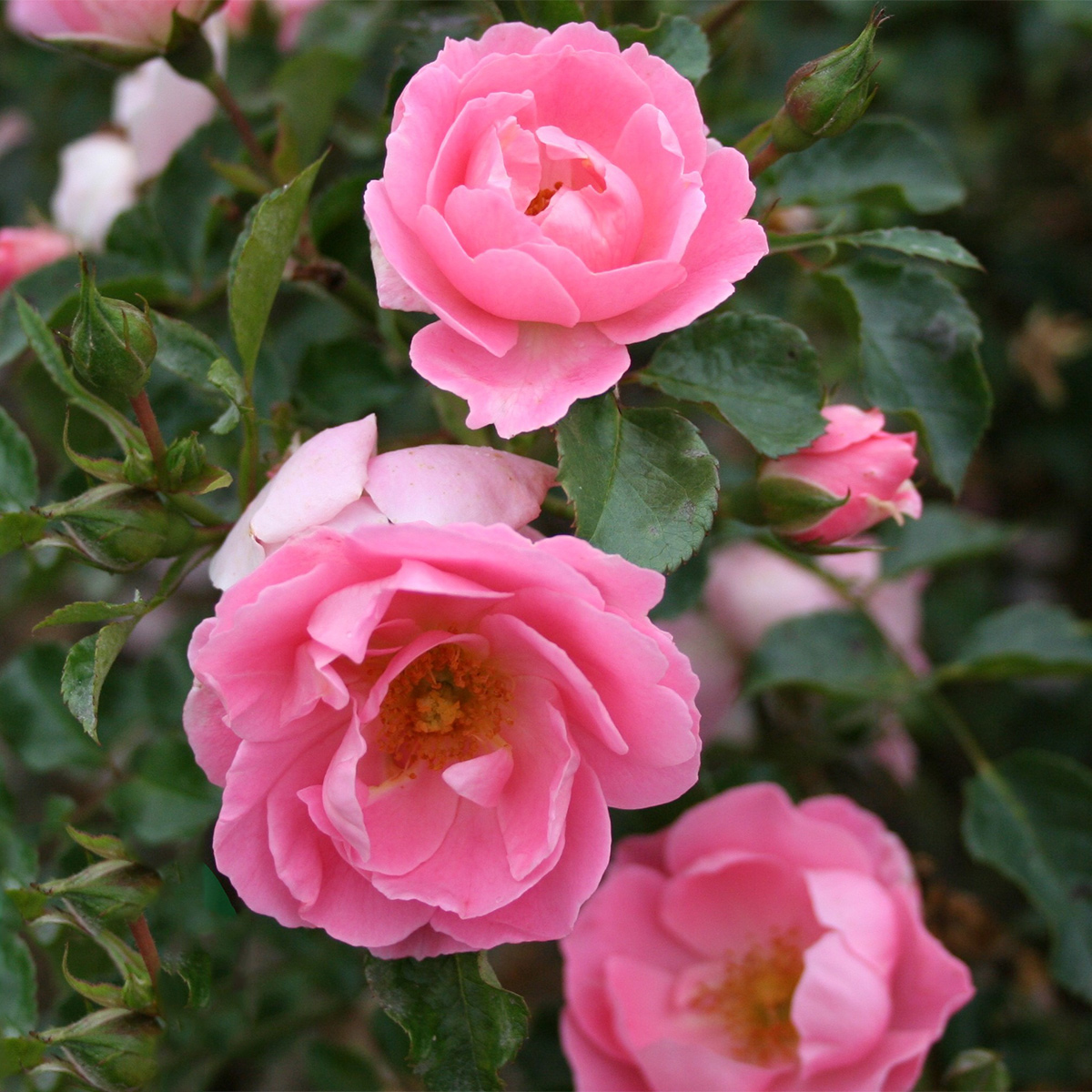 Buskros Omnia Garden Marktäckande Sommerwind