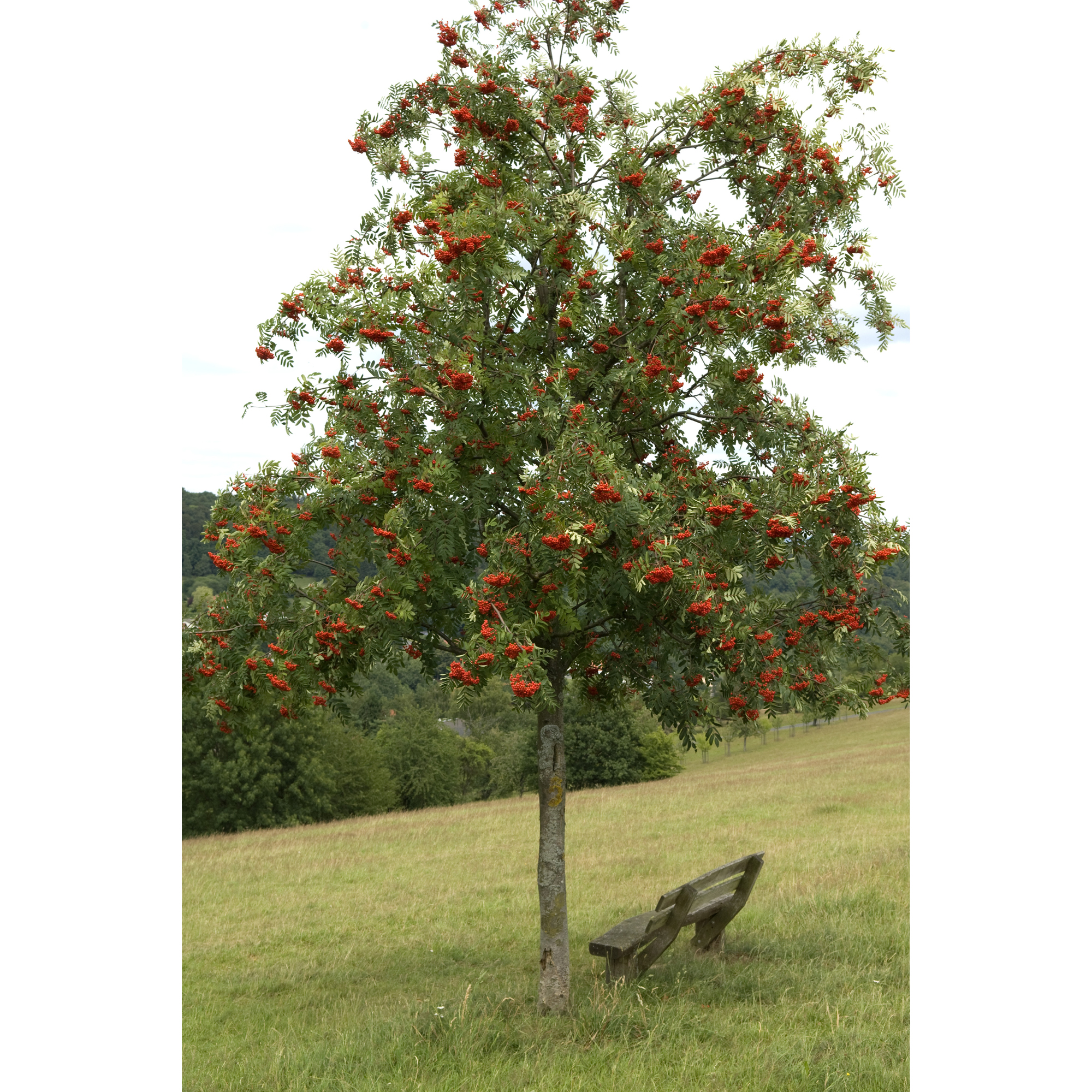 Prydnadsträd Omnia Garden Rönn