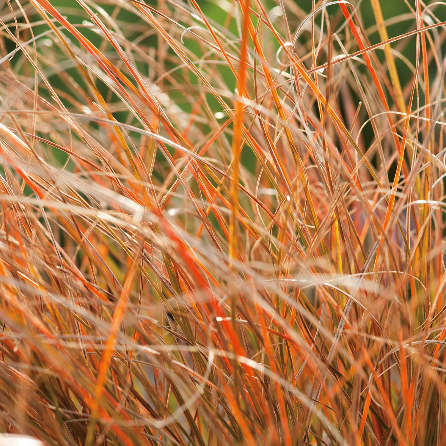 Carex testacea 'Prairie Fire', 2 L 1-pack