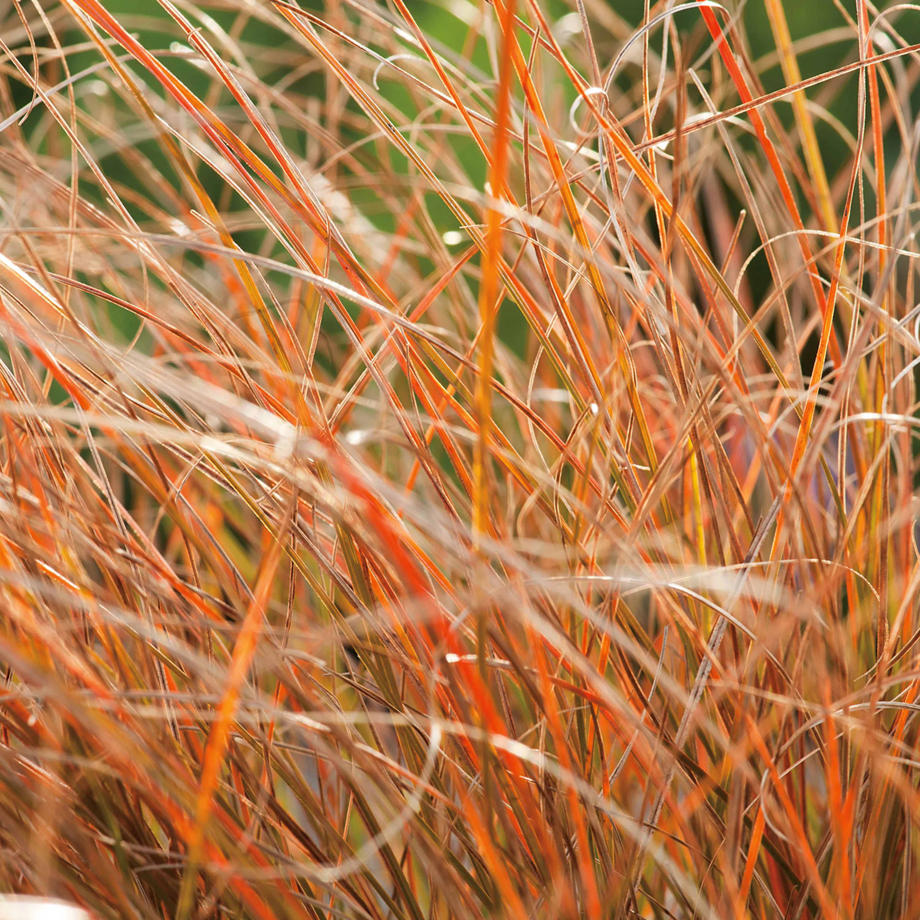 Carex testacea 'Prairie Fire', 2 L 1-pack