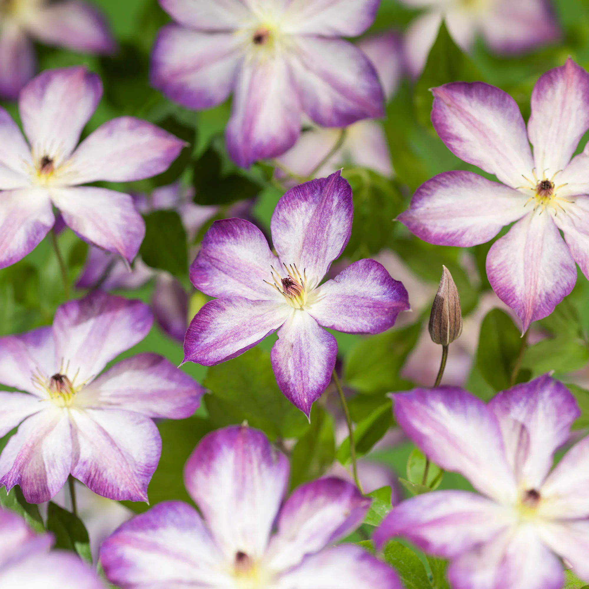 Klätterväxt Kelmatis Pernille Omnia Garden 40-60 cm