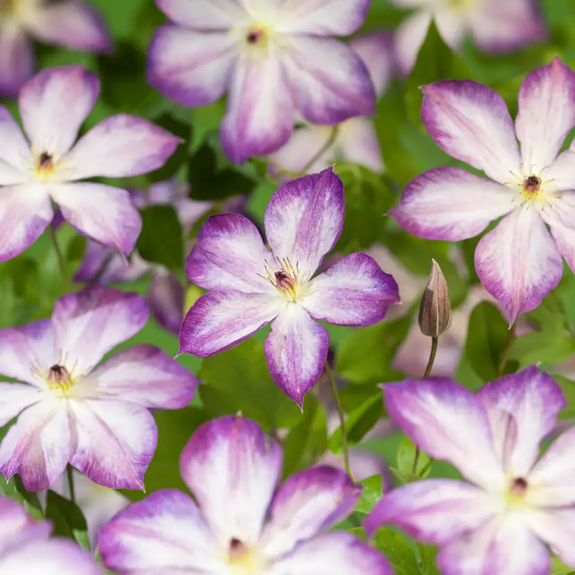 Klätterväxt Kelmatis Pernille Omnia Garden 40-60 cm