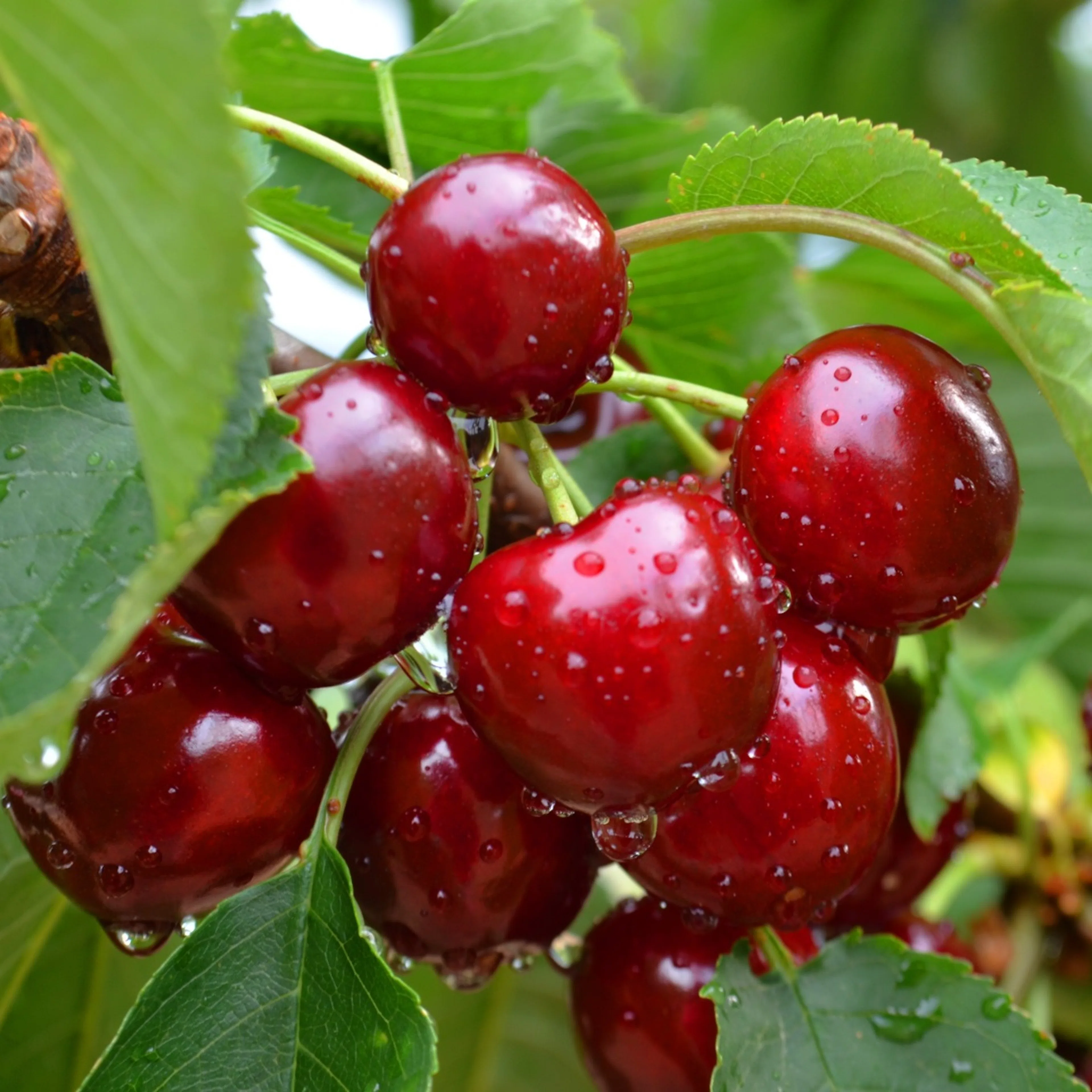 Prunus avium 'Sunburst' (körsbär) Utan uppbindningskit