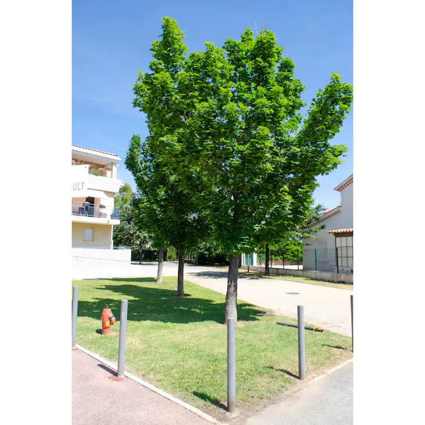 Pryndnadsträd Skogslönn Omnia Garden 350-450 cm Frilandsodlat Högstamsträd med Grönt Lövverk