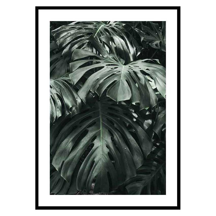 Poster Gallerix Monstera No3
