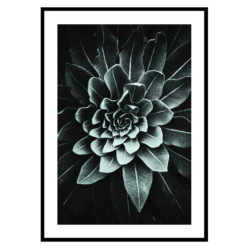 Poster Gallerix Leaf Rosette