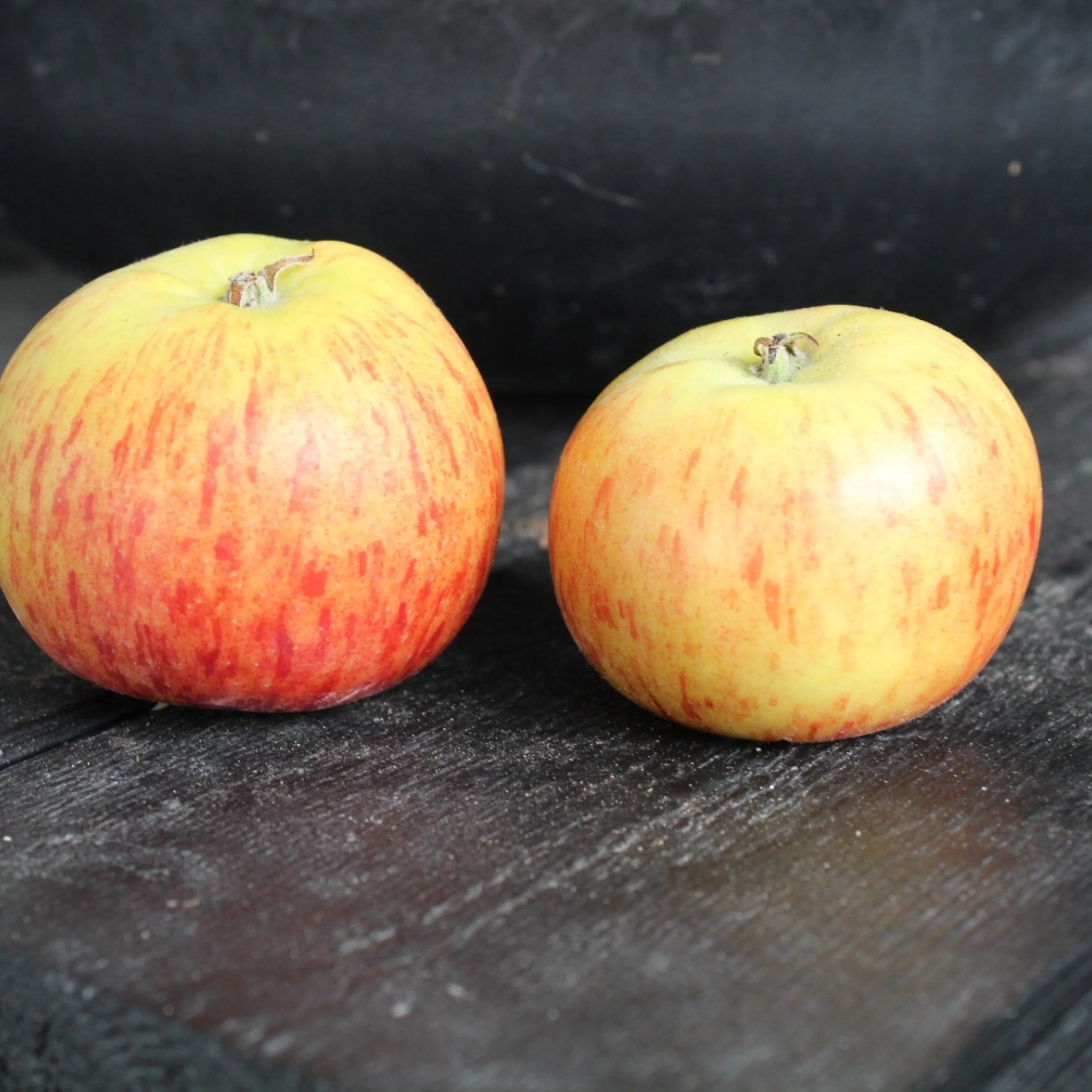 Malus domestica 'Rubinola' (äpple) Utan uppbindningskit