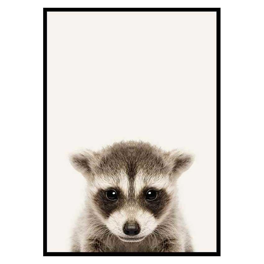 Poster Gallerix Baby Raccoon