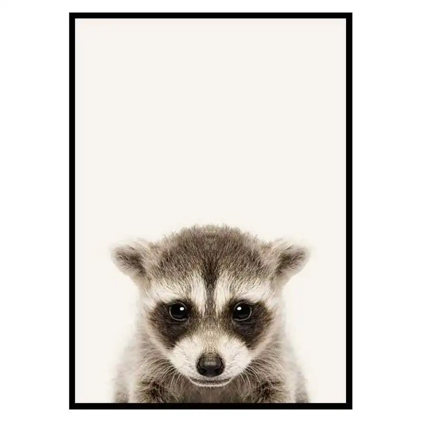 Poster Gallerix Baby Raccoon