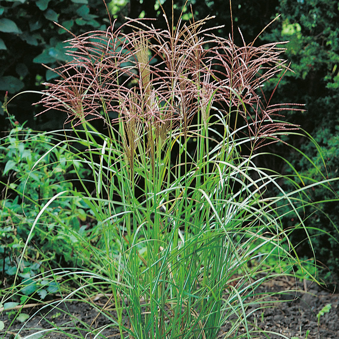 Prydnadsgräs Glansmiskantus Omnia Garden Japanskt Gräs Ferner Osten