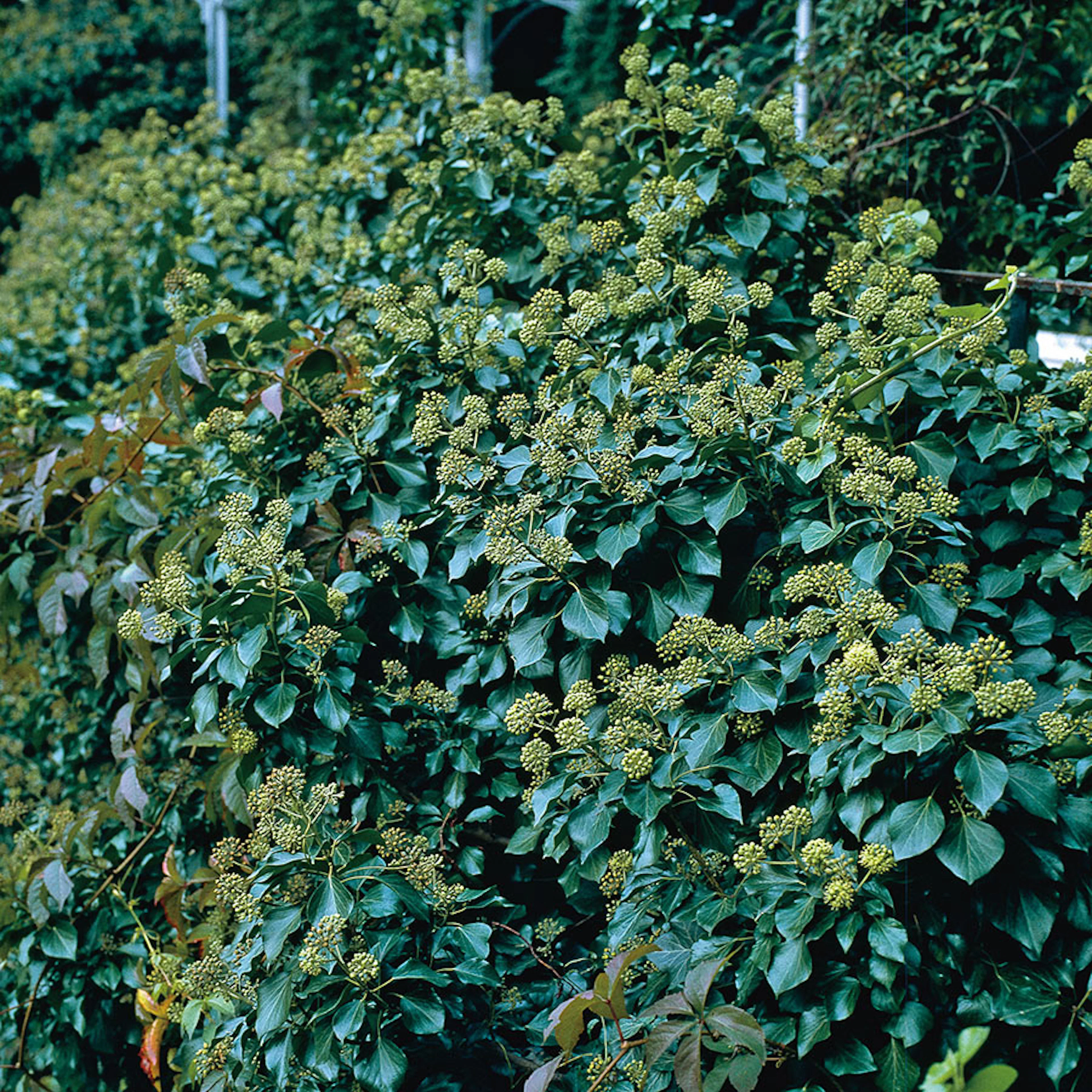 Prydnadsbuske Omnia Garden Buskmurgröna