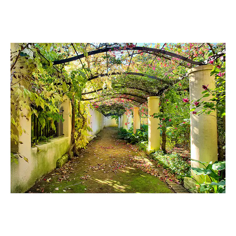 Fototapet Arkiio Pergola