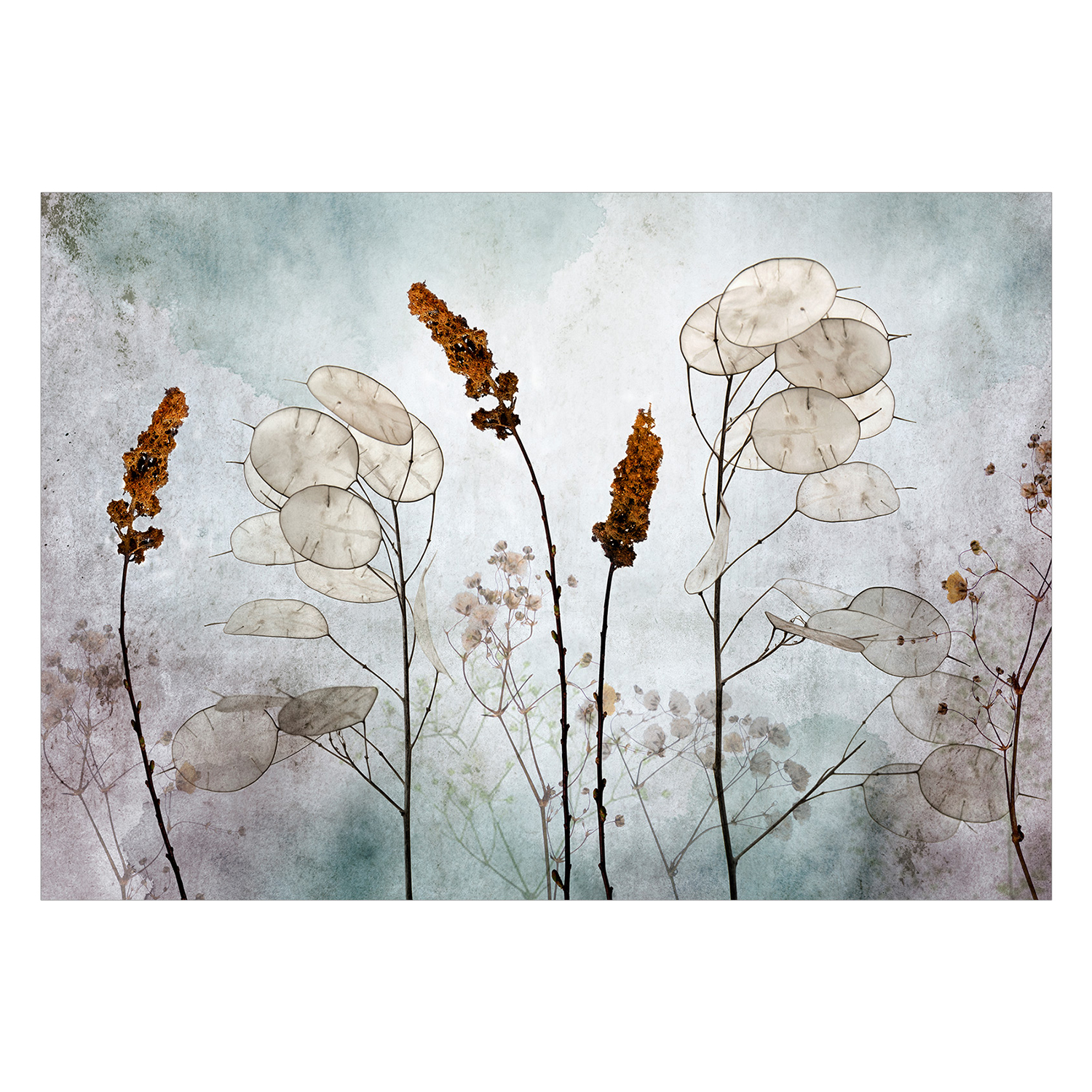 Fototapet Arkiio Lunaria in the Meadow