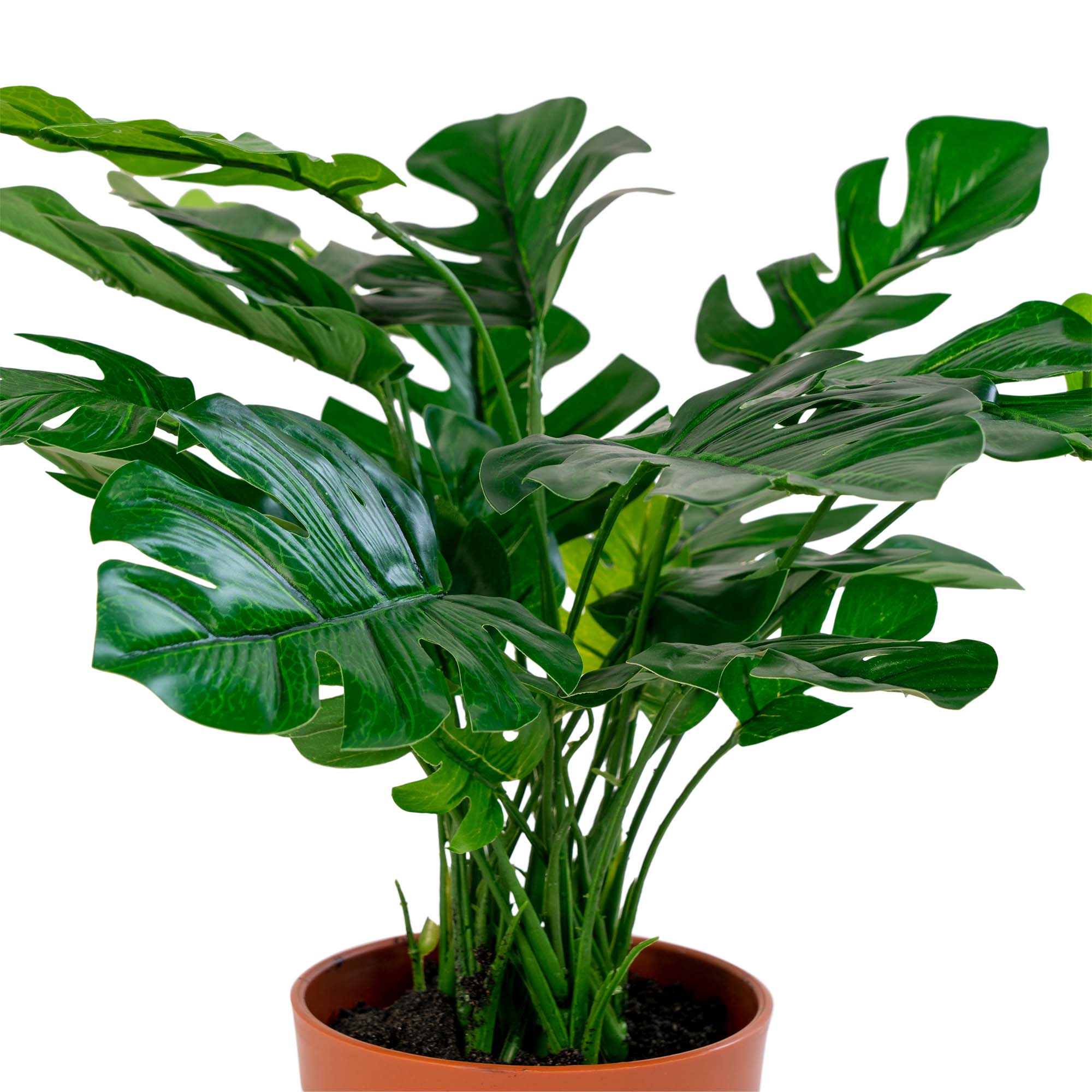 Konstväxt House Nordic Monstera