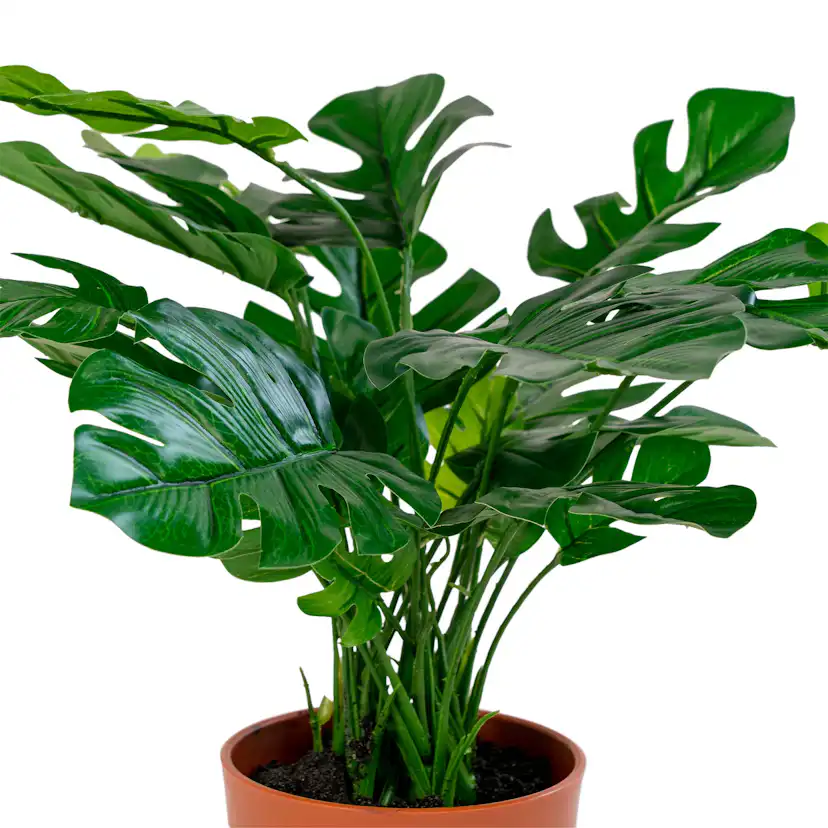 Konstväxt House Nordic Monstera