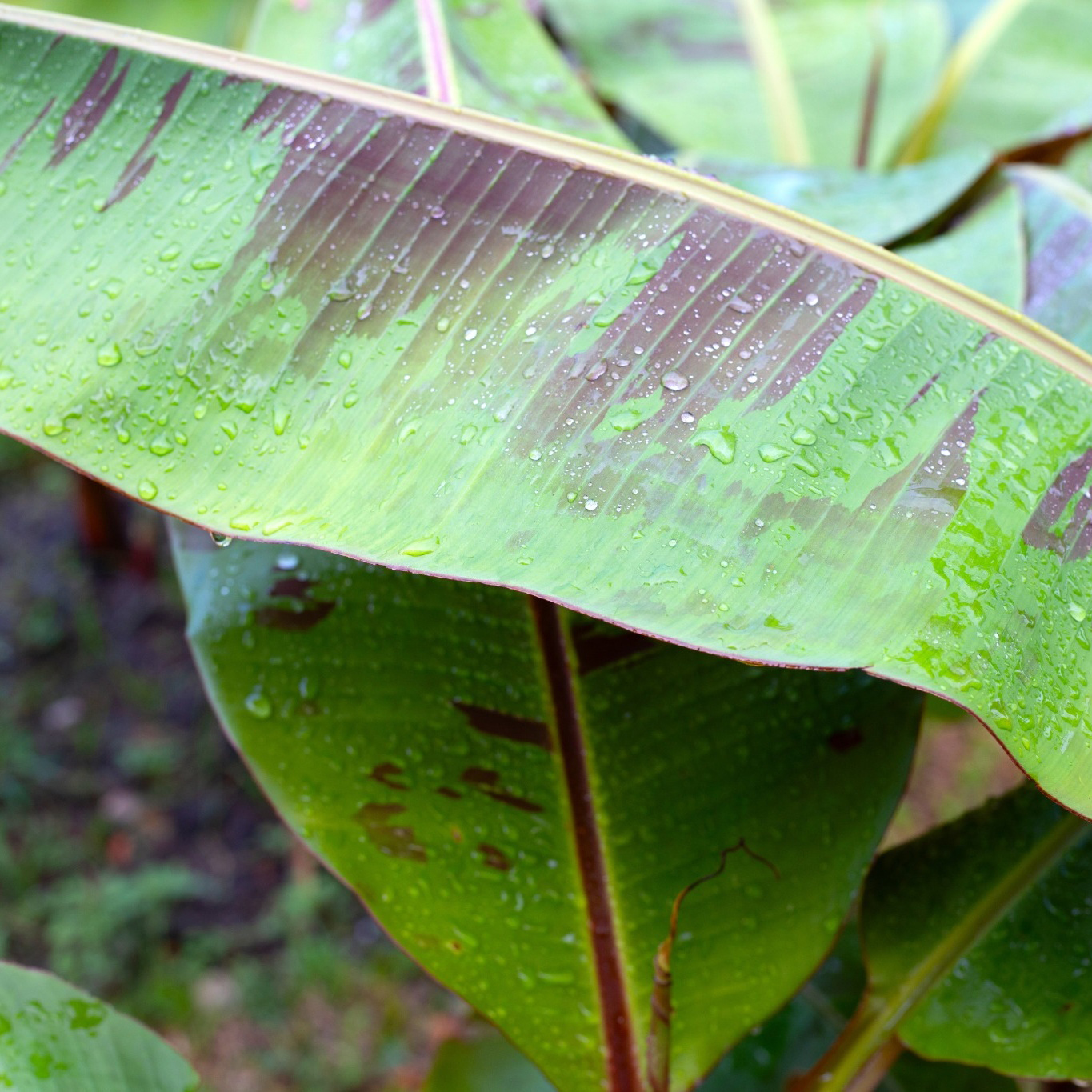 Prydnadsväxt Omnia Garden Röd Banan ‘Ever Red’ Med Stora Blad