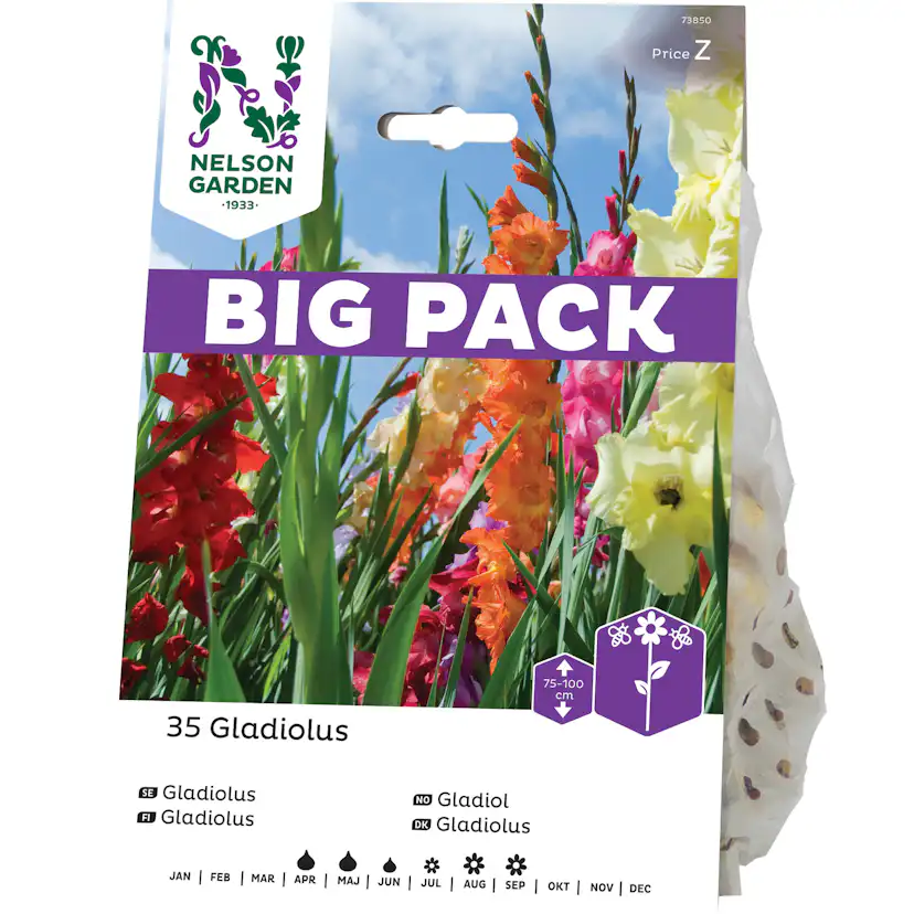 Gladiol Nelson Garden Blandade Färger BigPack