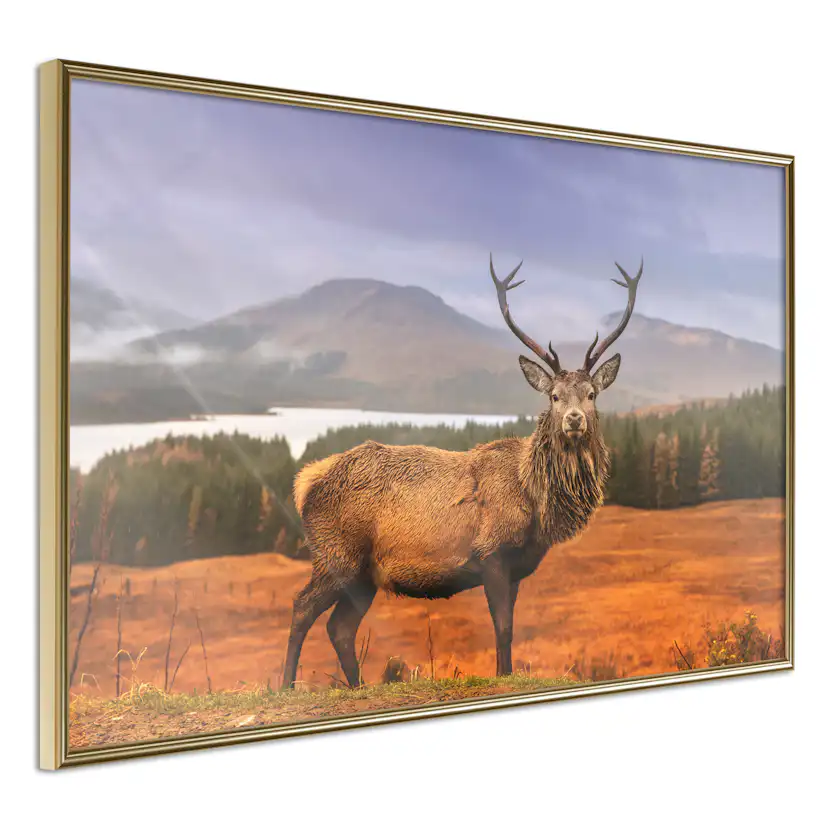 Poster Artgeist Affisch Scottish Stag