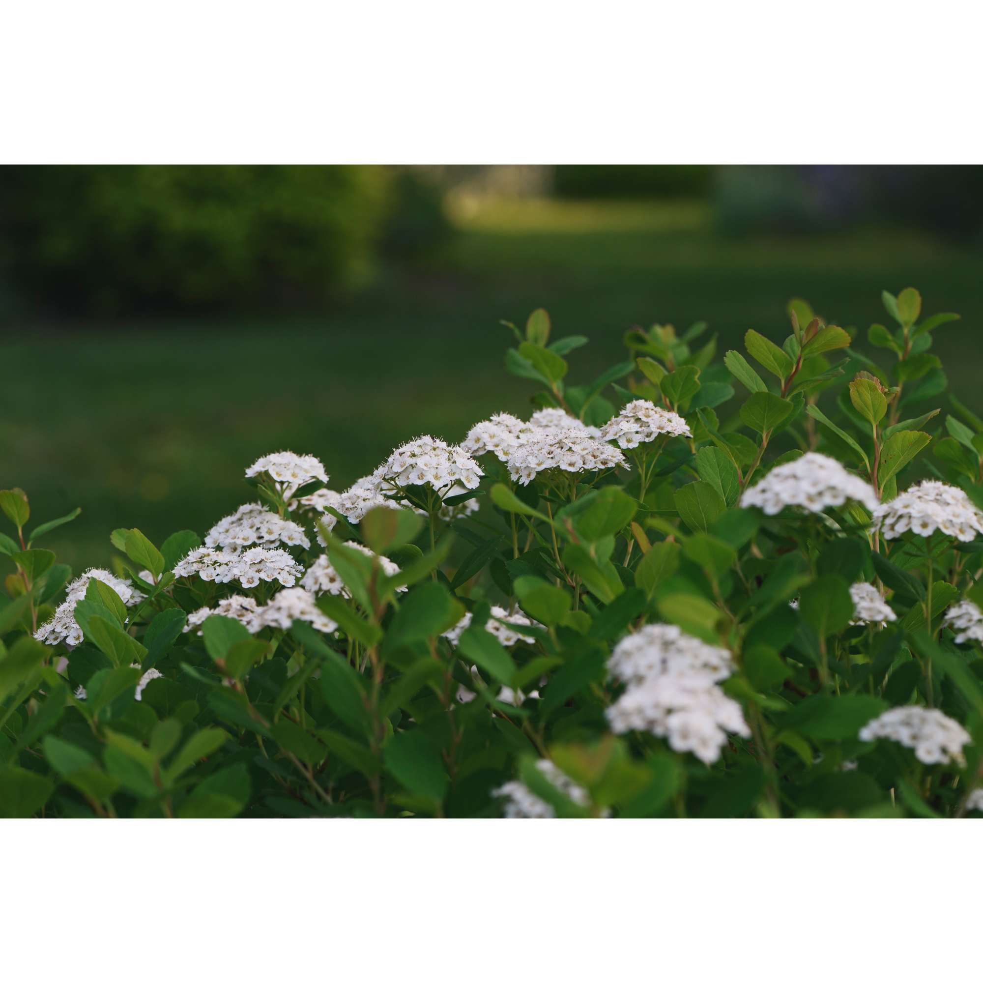 Häck Omnia Garden Björkspirea Tor E