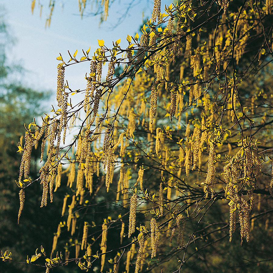 Prydnadsbuske Omnia Garden Hassel
