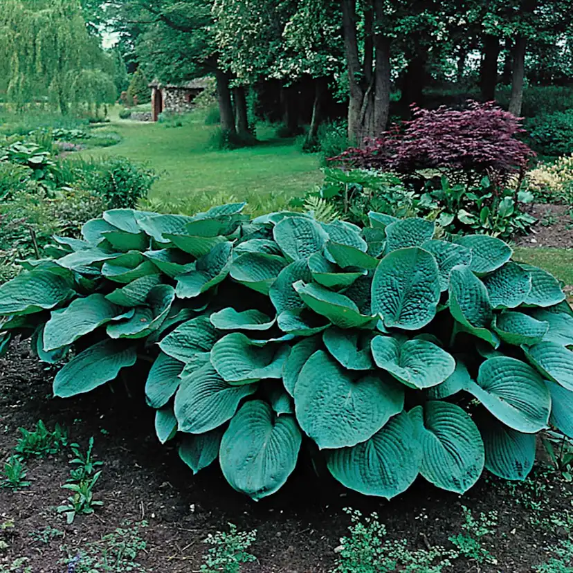 Blomsterfunkia Omnia Garden Daggfunkia Sieboldiana Elegans