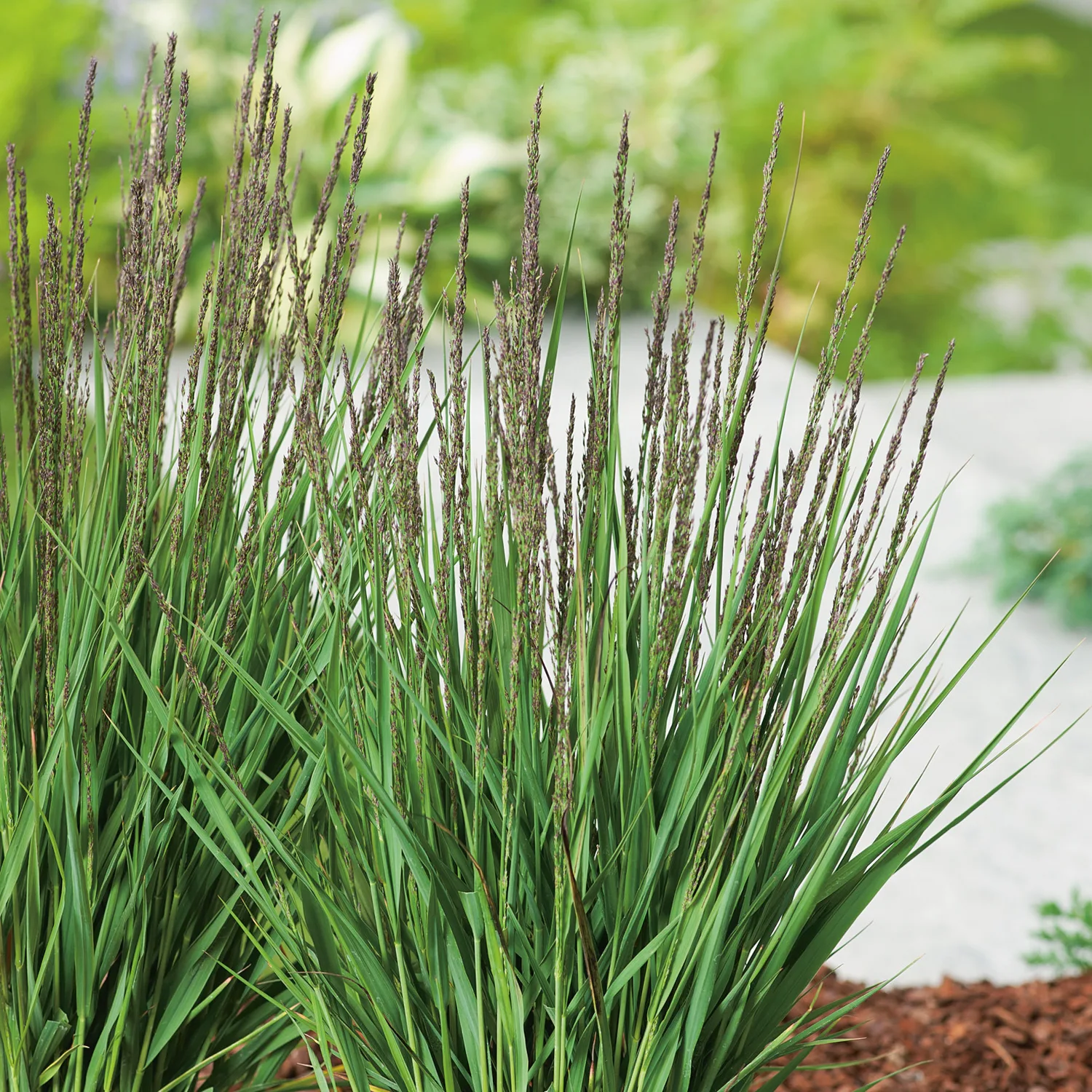 Molinia caerulea 'Moorhexe', 2 L 1-pack