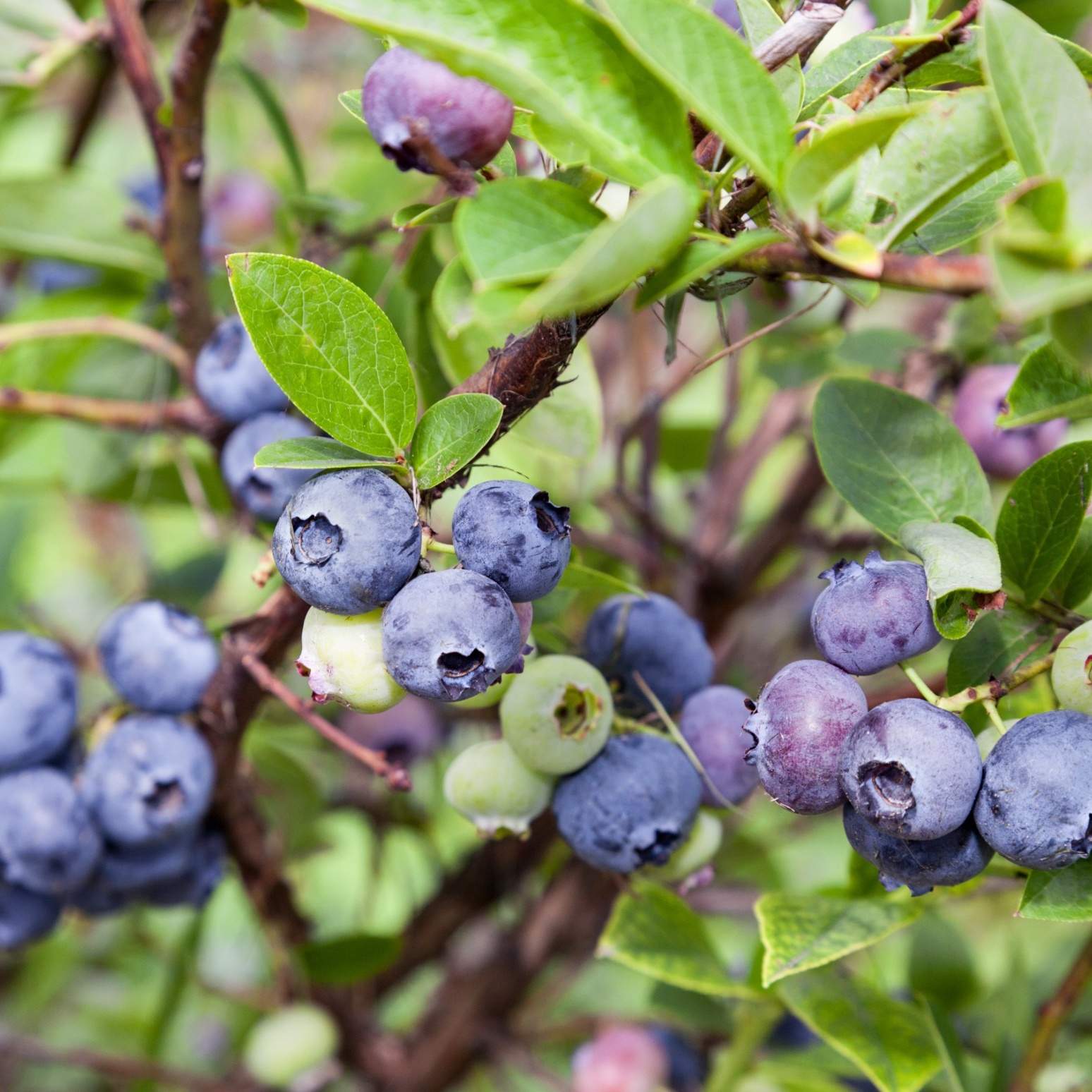 Blåbär Omnia Garden Hybrid Vaccinium Emil E