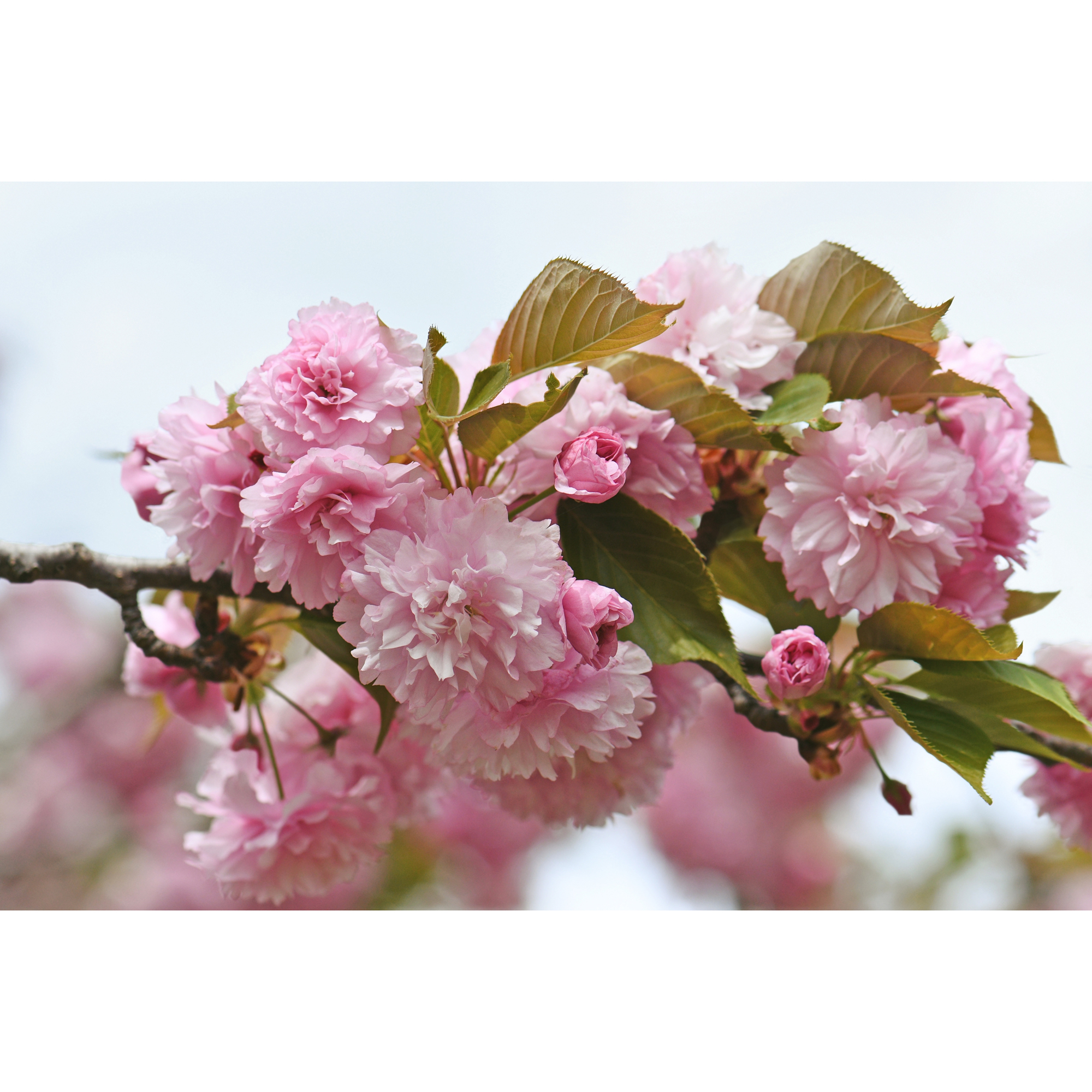 Pryndadsträd Omnia Garden Frilandsodlat Japanskt Körsbärsträd 350-450 cm, Högstamsträd