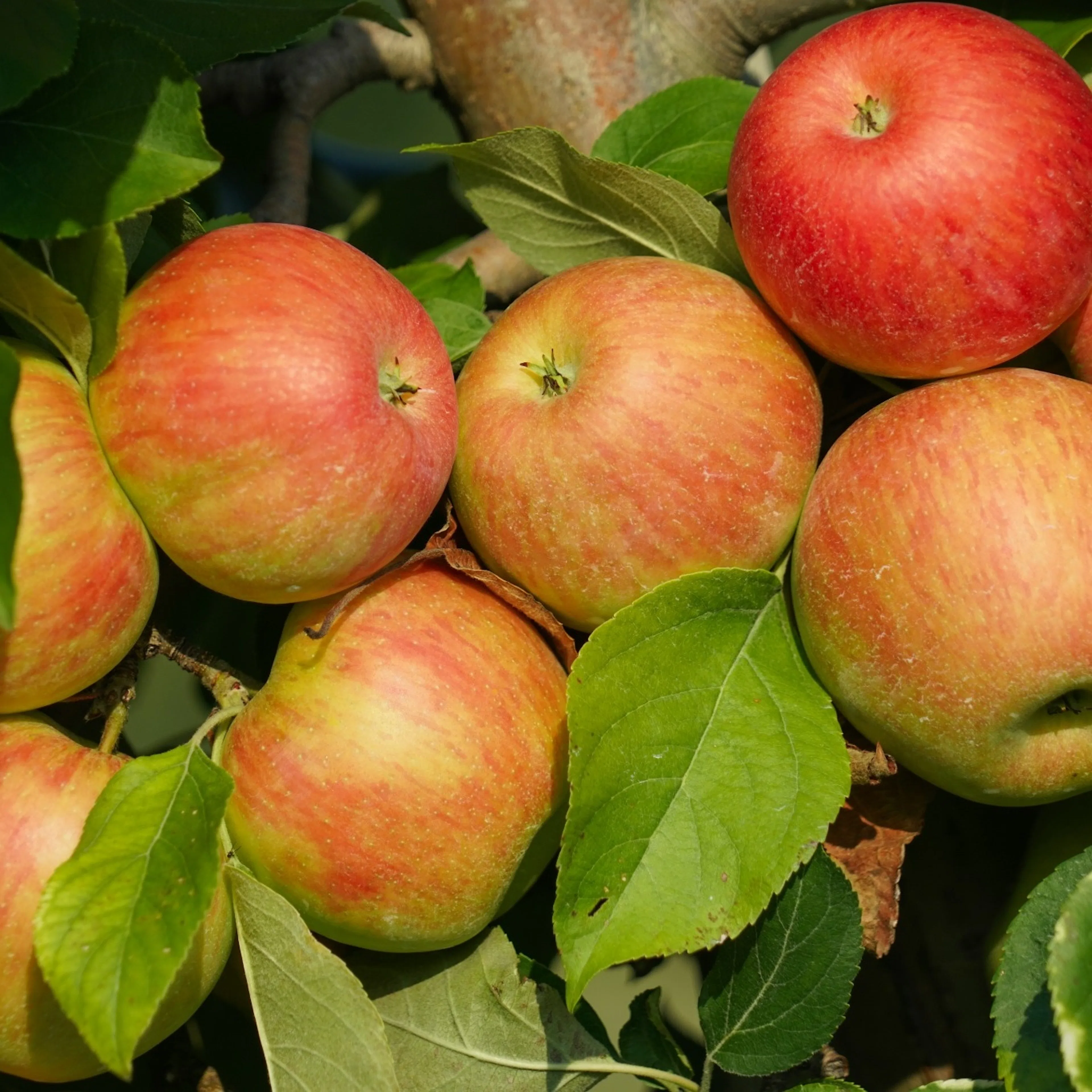 Malus domestica 'Fredrik' E (äpple) Utan uppbindningskit