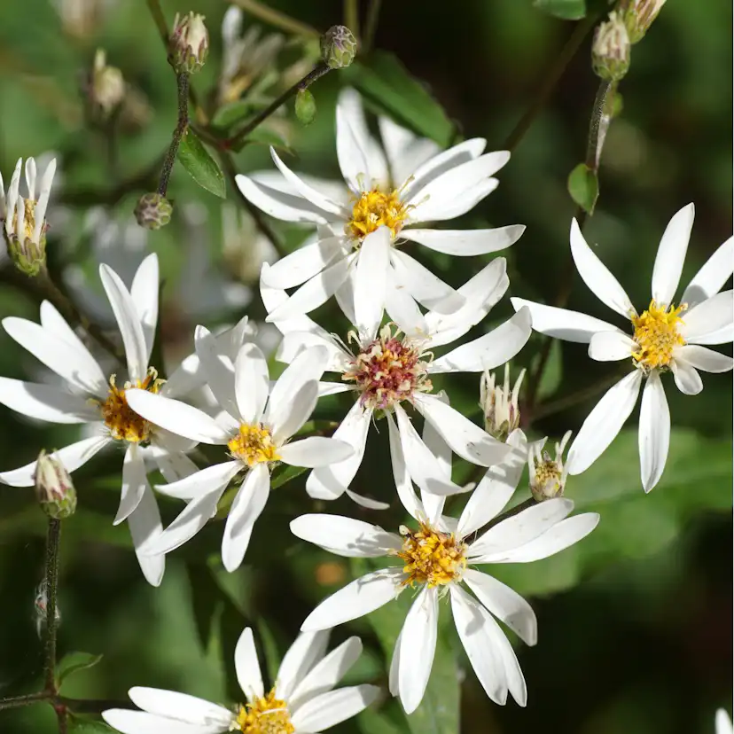 Perenn Omnia Garden Perennpaket Långvarig Trädgård