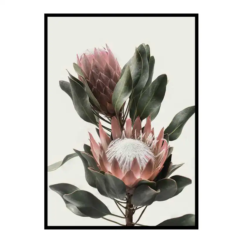 Poster Gallerix Protea Flowers
