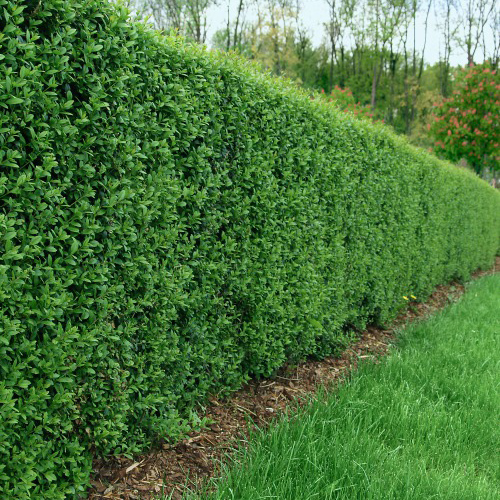 Häck Omnia Garden Vinterliguster Liga 30-50 cm