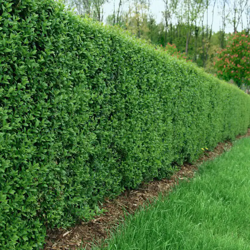 Häck Omnia Garden Vinterliguster Liga 50-80 cm 6-10 Grenar