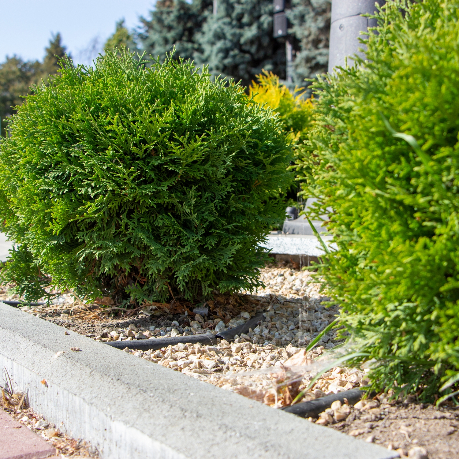 Tuja Omnia Garden Little Giant