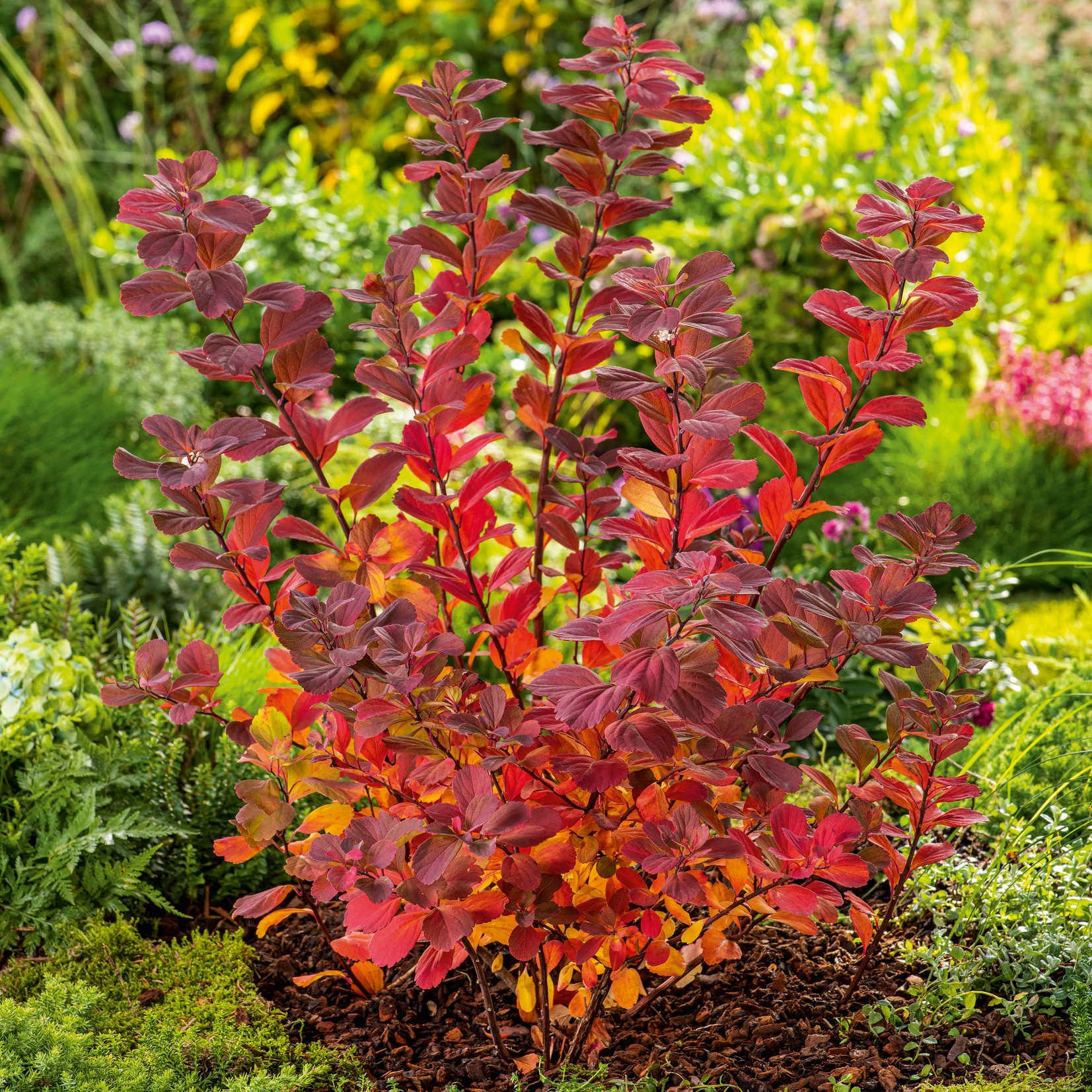 Häck Omnia Garden Liguster 30-50cm Krukodlade