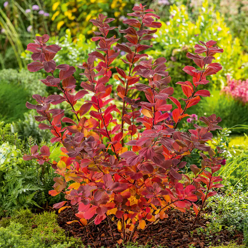 Häck Omnia Garden Liguster 30-50cm Krukodlade