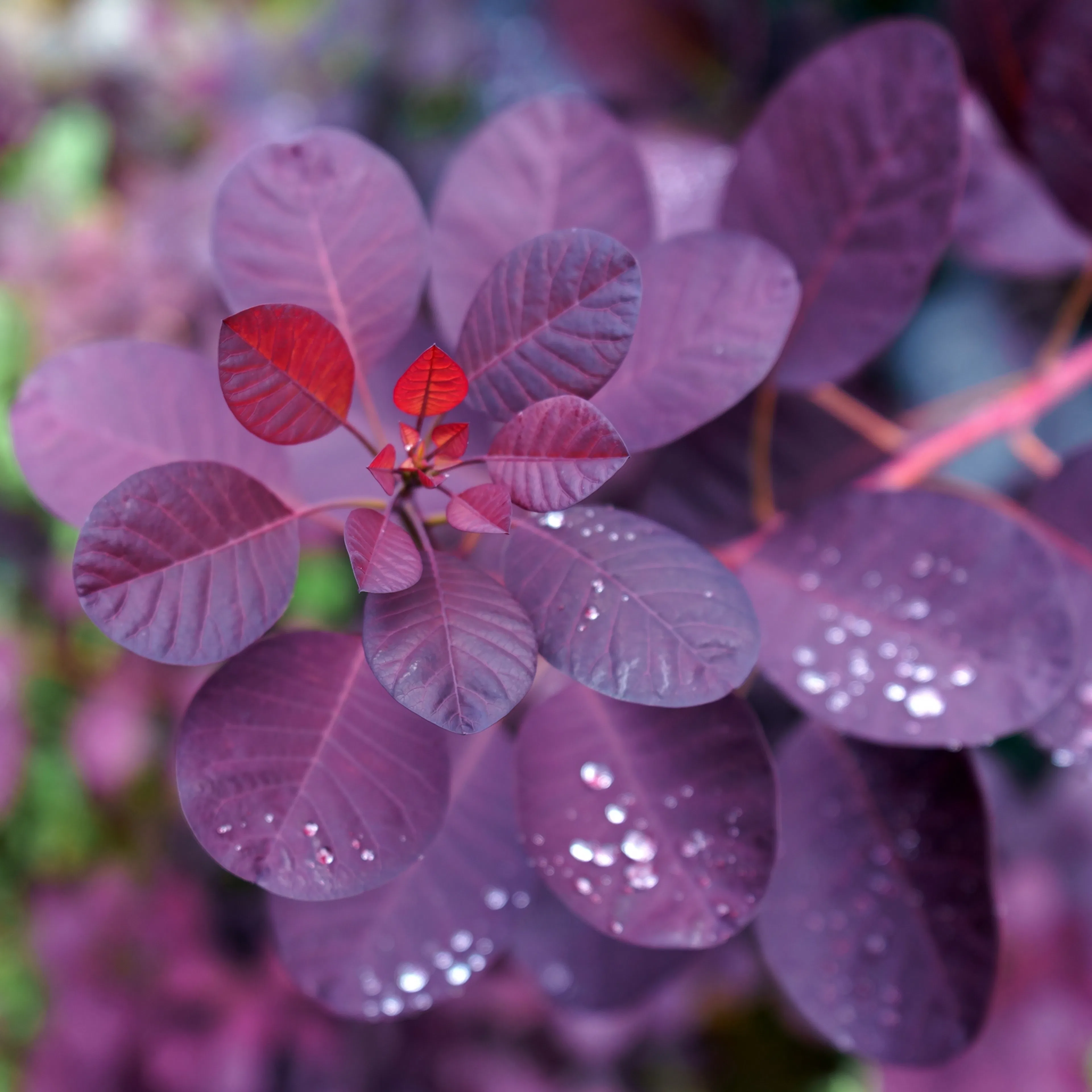 Perukbuske Omnia Garden Rödbladig Royal Purple