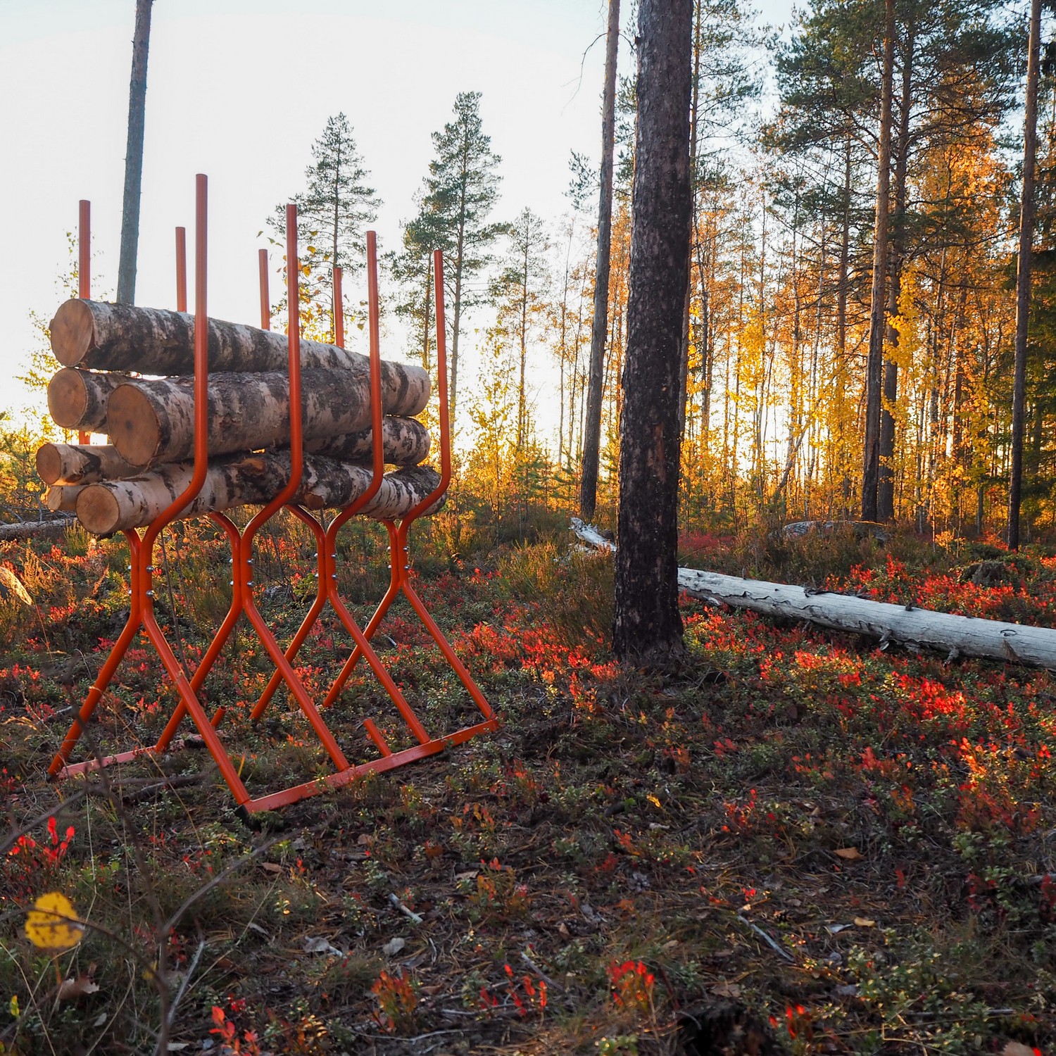 Sågbock Varax