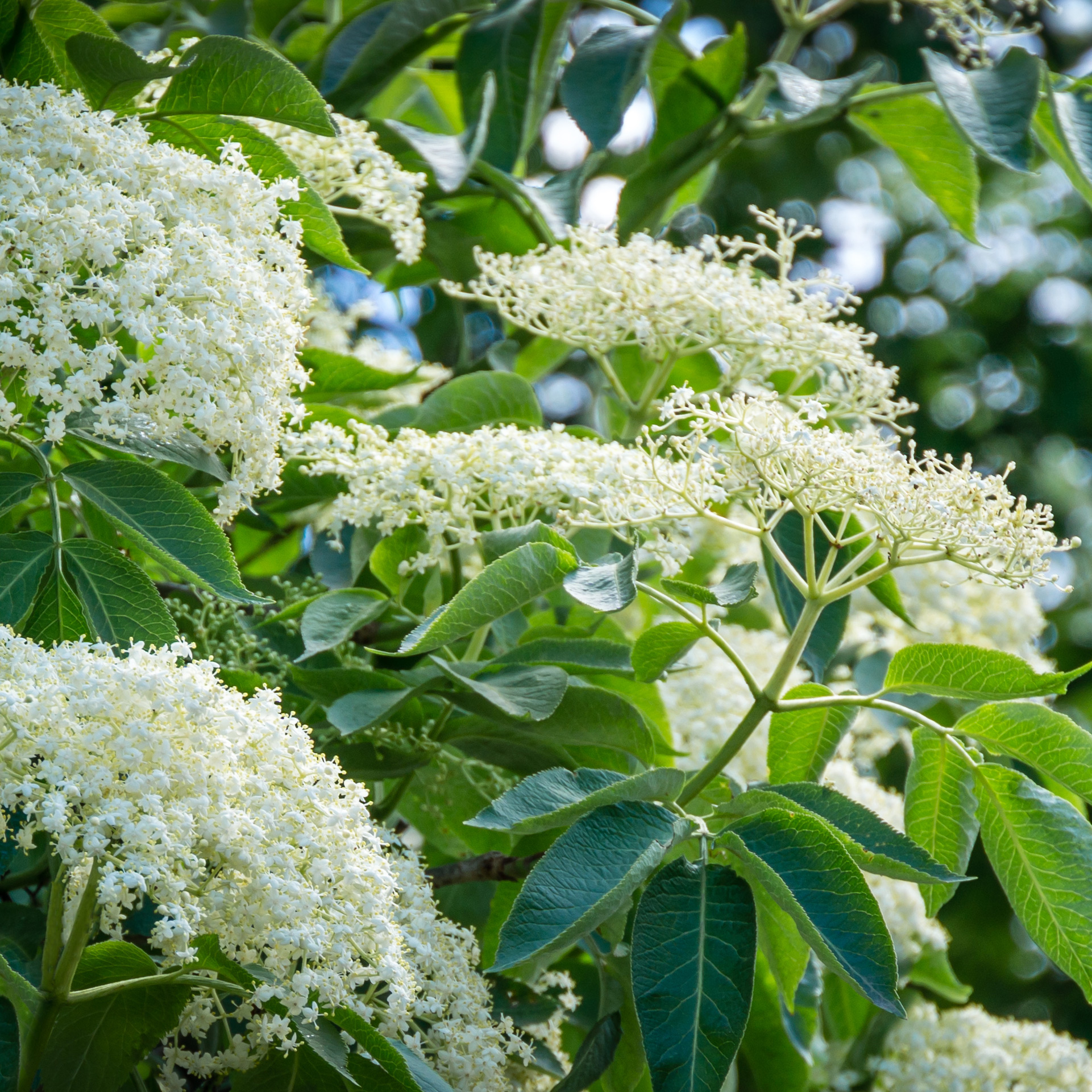 Rabattblomma Omnia Garden Fläder Bålsta 20-40cm
