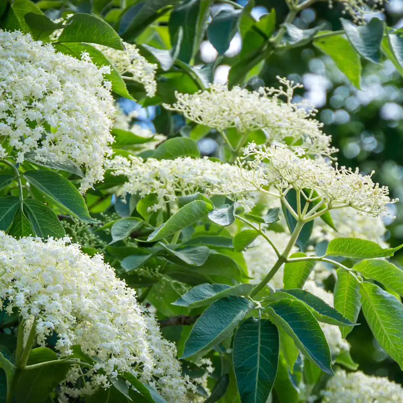 Rabattblomma Omnia Garden Fläder Bålsta 20-40cm