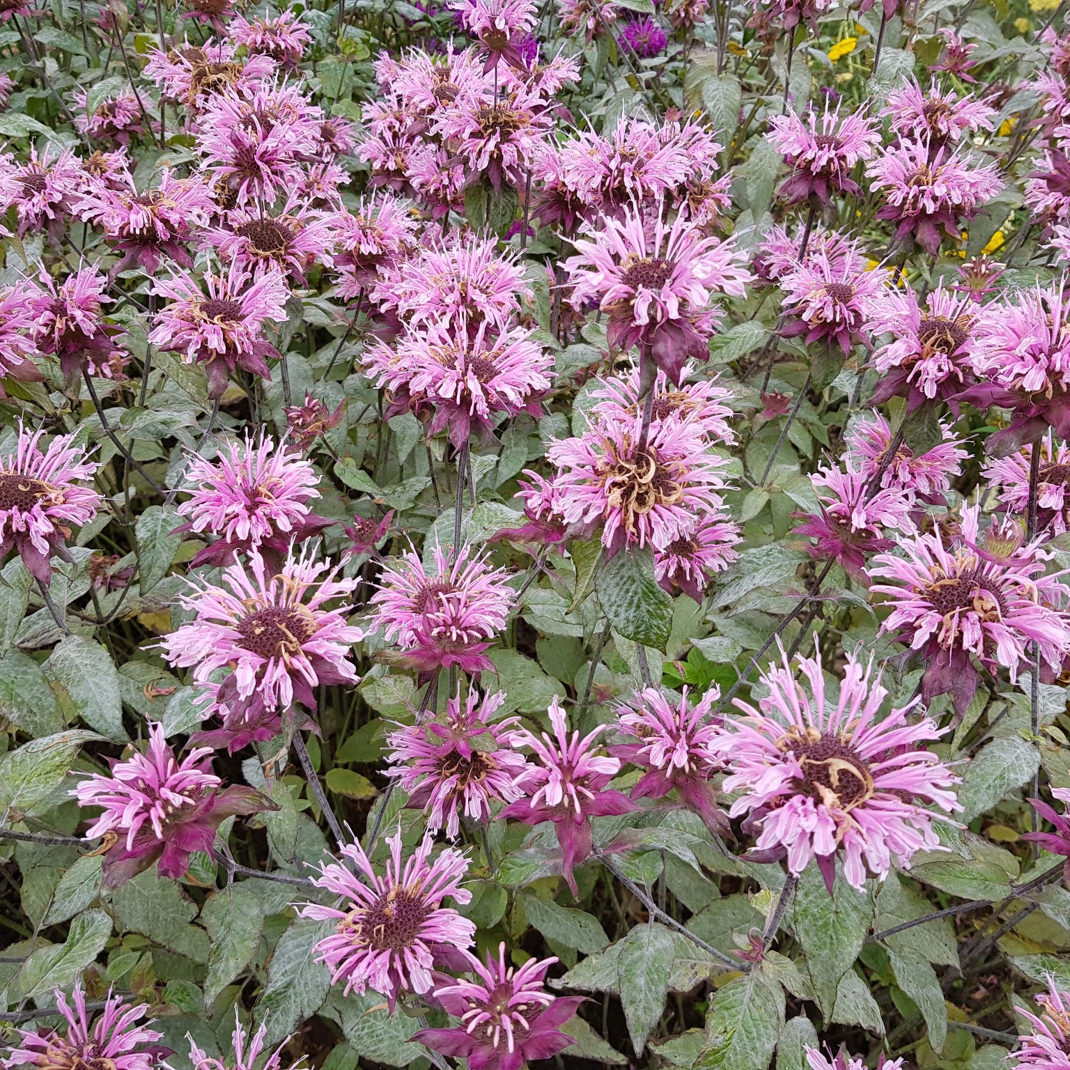 Perenner Omnia Garden Temynta Beauty of Cobham