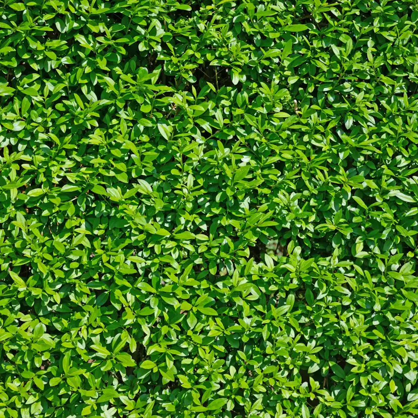 Häck Omnia Garden Vinterliguster Liga Krukodlade 10st