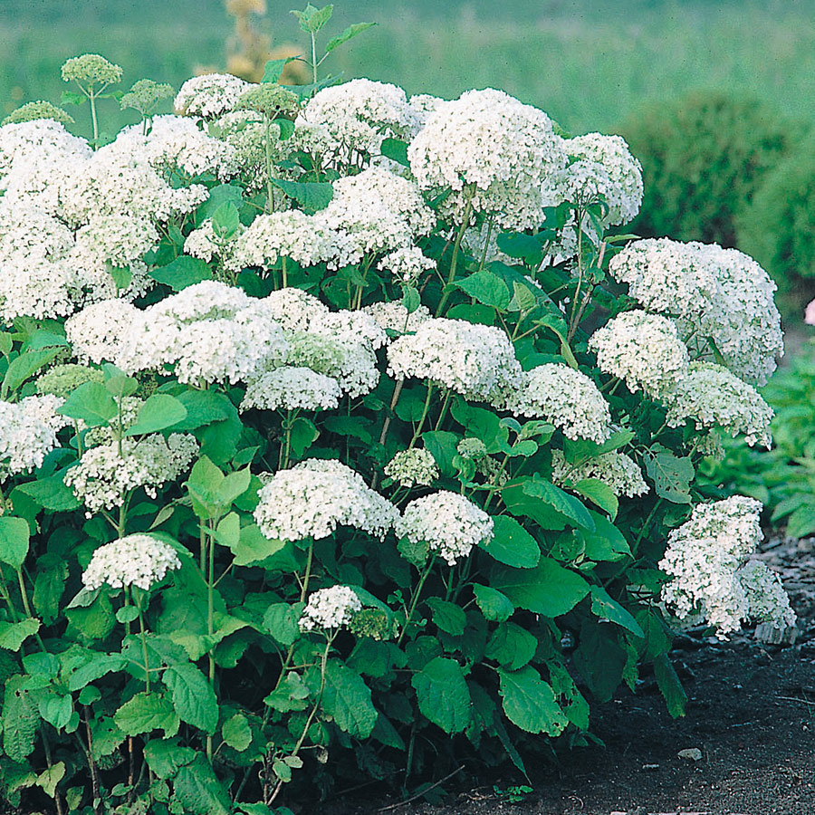 Prydnadsbuske Vidjehortensia Omnia Garden Vit