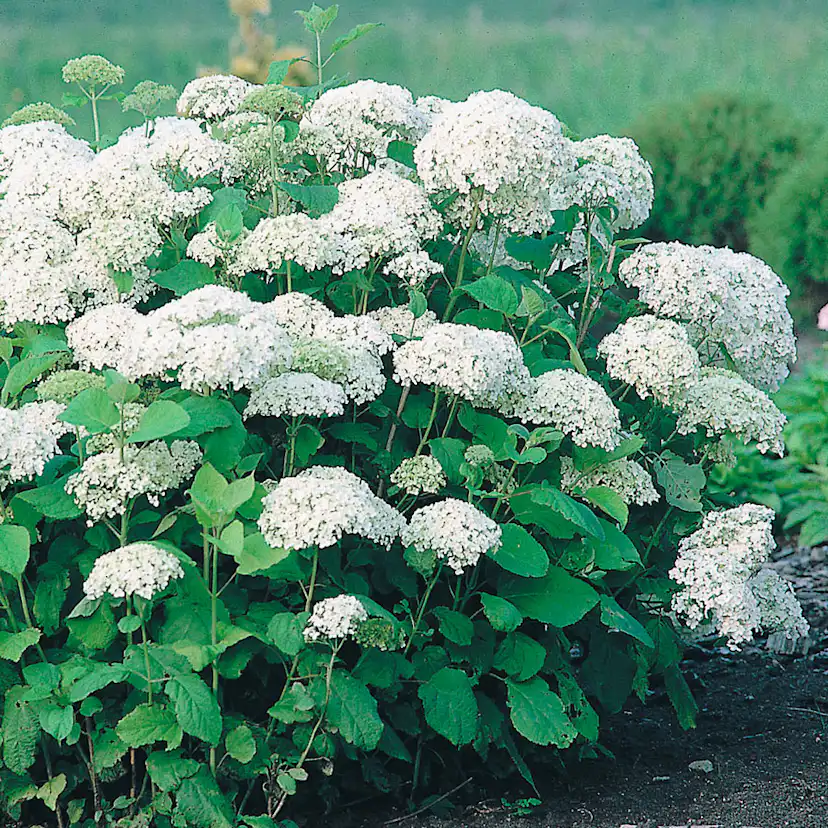 Prydnadsbuske Vidjehortensia Omnia Garden Vit