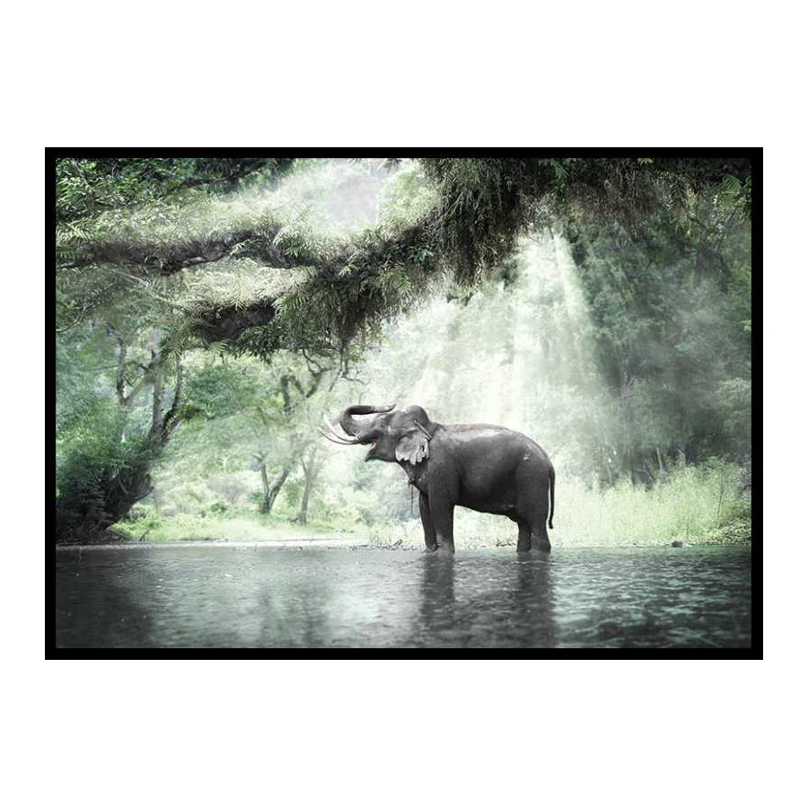 Poster Gallerix Elephant In Sunlight