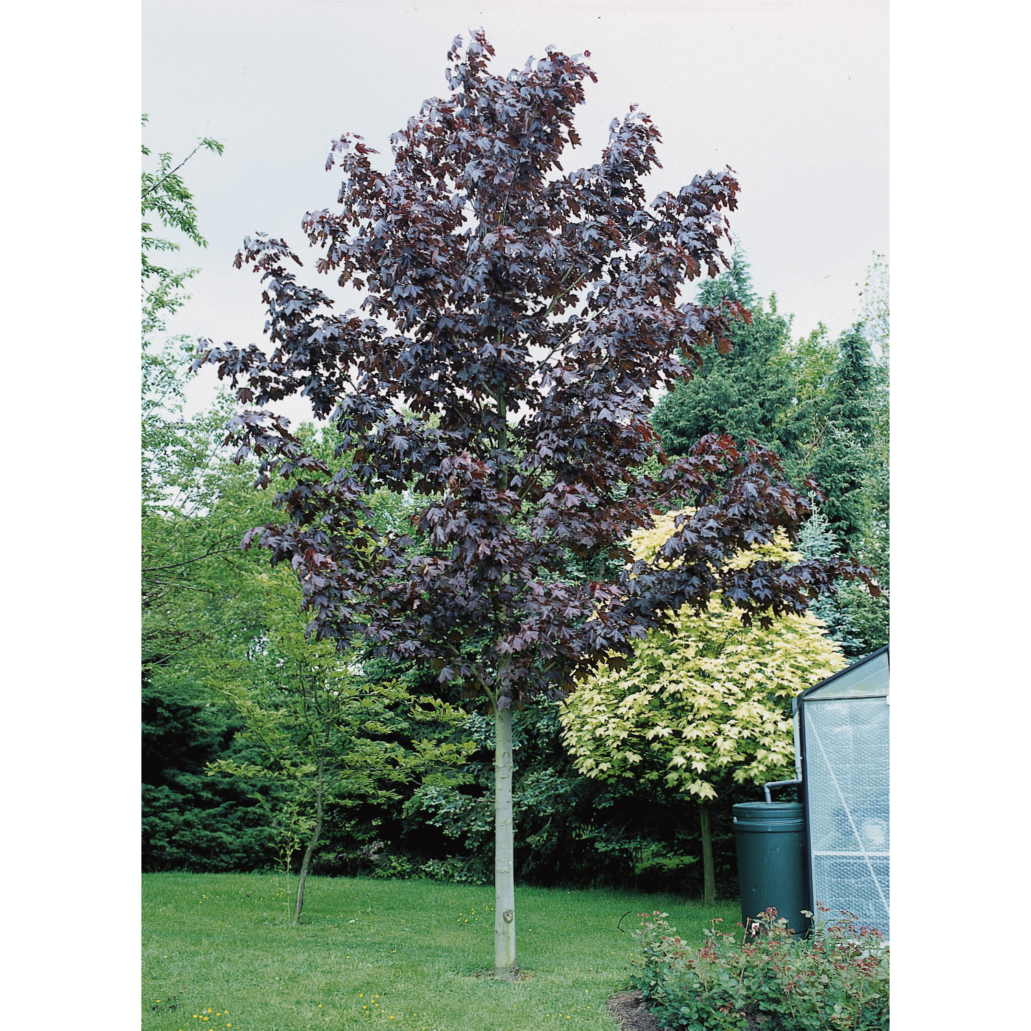 Prydnadsträd Skogslönn Omnia Garden Rödbladig 350-450 cm