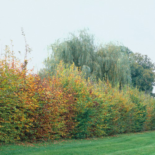 AvenBok Omnia Garden 30-50 cm