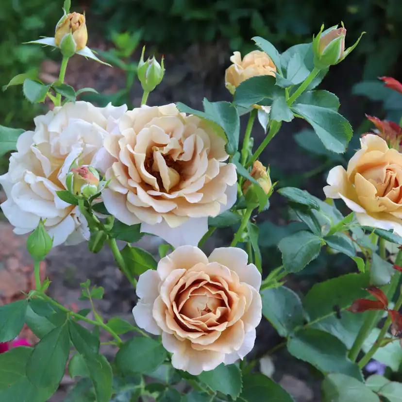 Buskros Omnia Garden Floribundaros Honey Dijon Weksproulses