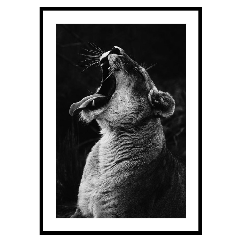 Poster Gallerix Yawning Lion
