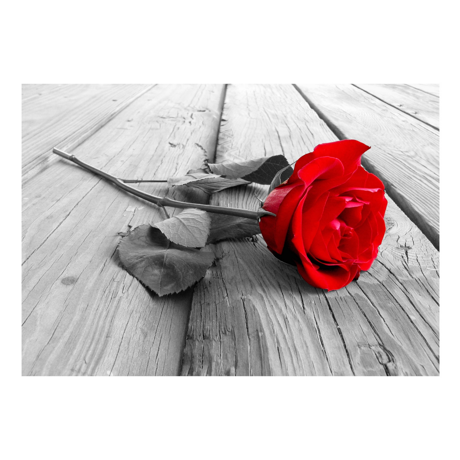 Fototapet Arkiio Självhäftande Abandoned Rose